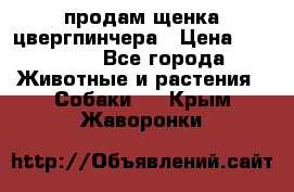 продам щенка цвергпинчера › Цена ­ 15 000 - Все города Животные и растения » Собаки   . Крым,Жаворонки